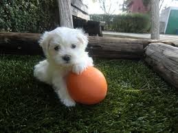 jugando con su pelota